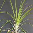 Pitcairnia bulbosa L. B. Sm.的圖片