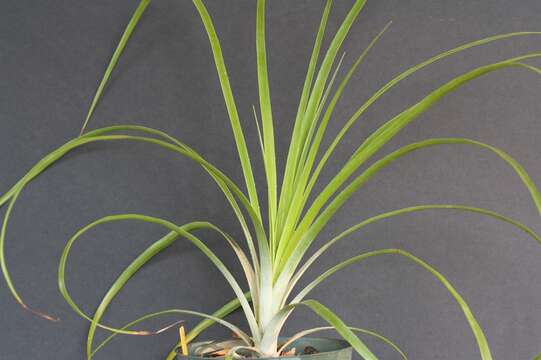 Image of Pitcairnia bulbosa L. B. Sm.