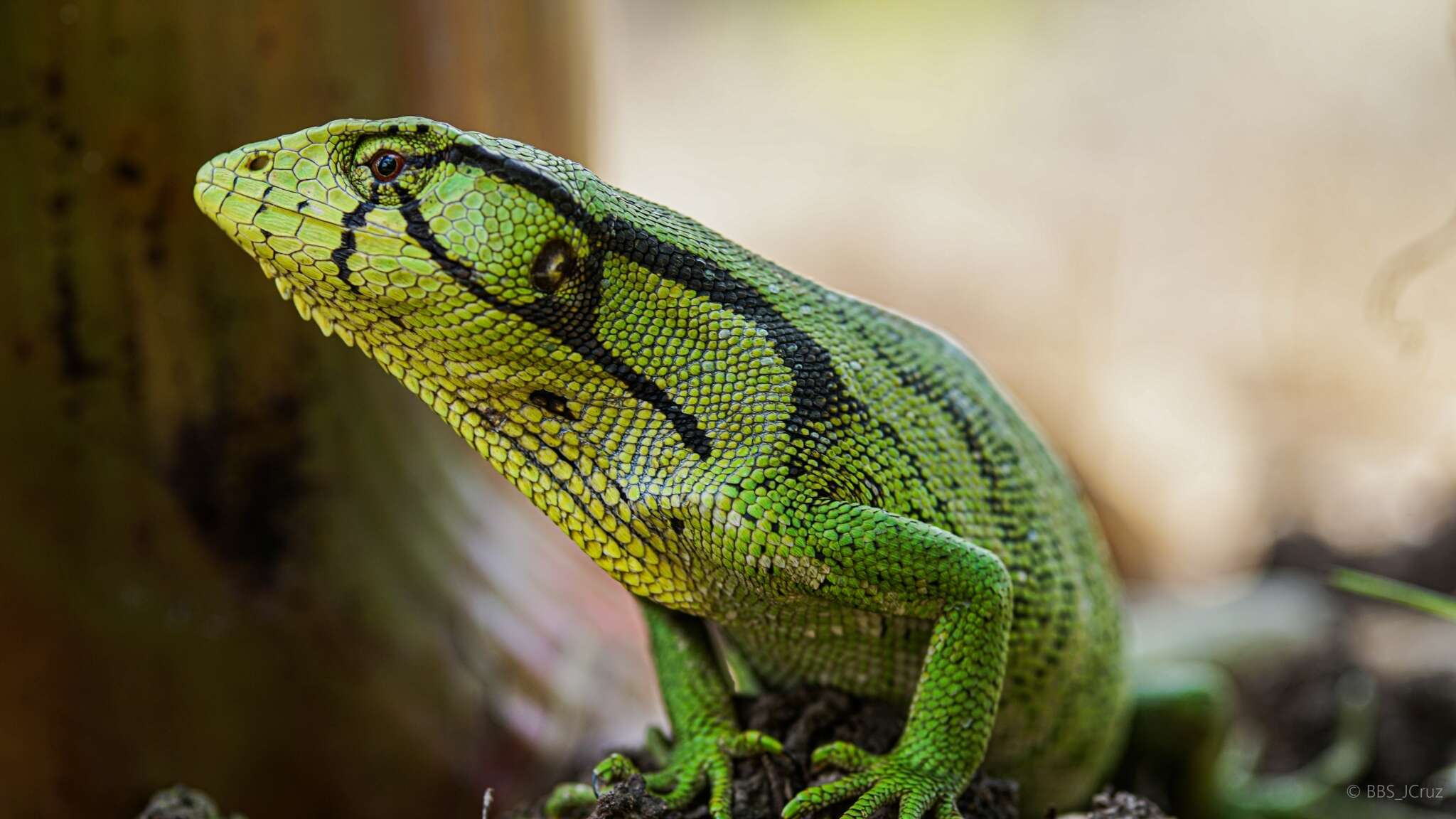 Image of Boulenger's Bush Anole