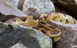 Image of Timber Rattlesnake