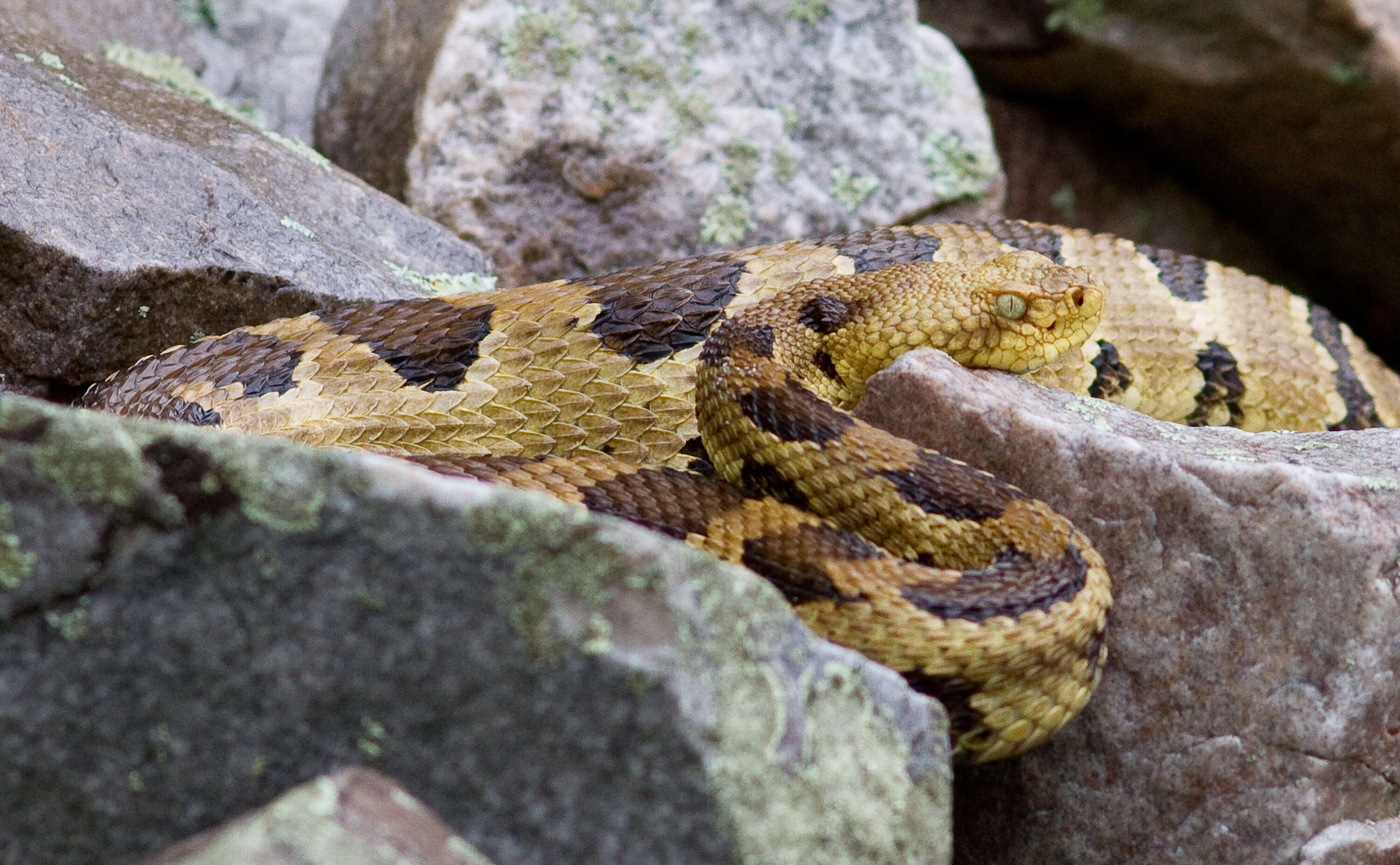 Image of Timber Rattlesnake