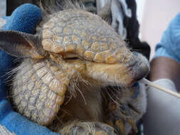 Image of Andean Hairy Armadillo