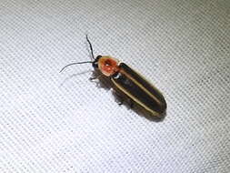 Image of common eastern firefly