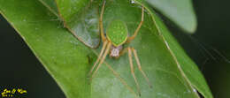 Image of Neoscona scylloides (Bösenberg & Strand 1906)