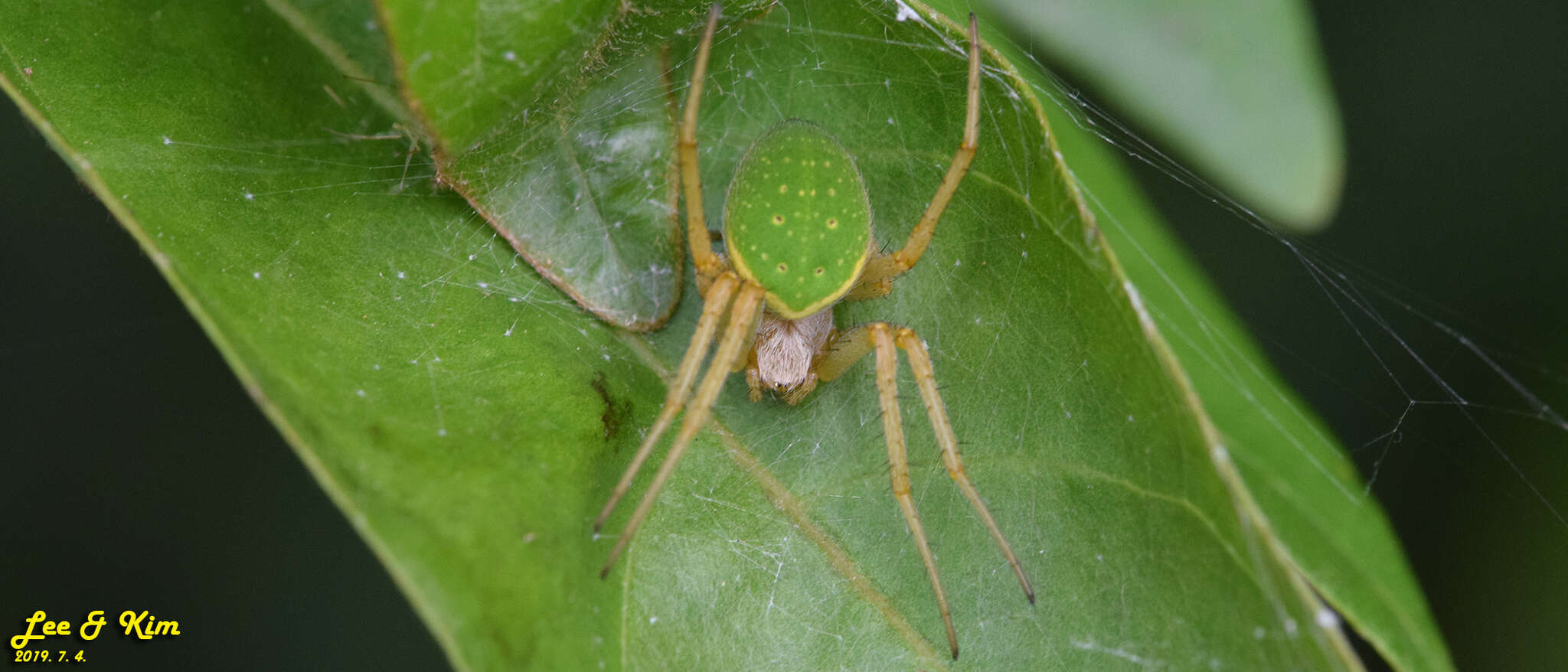 Image of Neoscona scylloides (Bösenberg & Strand 1906)