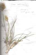 Imagem de Geochloa rufa (Nees) N. P. Barker & H. P. Linder