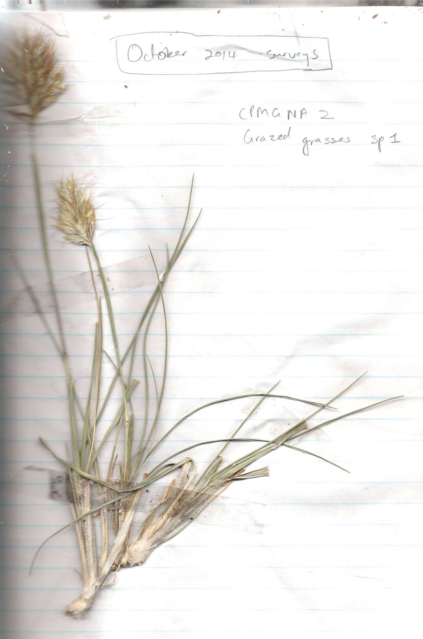 Imagem de Geochloa rufa (Nees) N. P. Barker & H. P. Linder