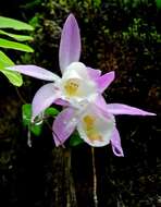 Plancia ëd Pleione