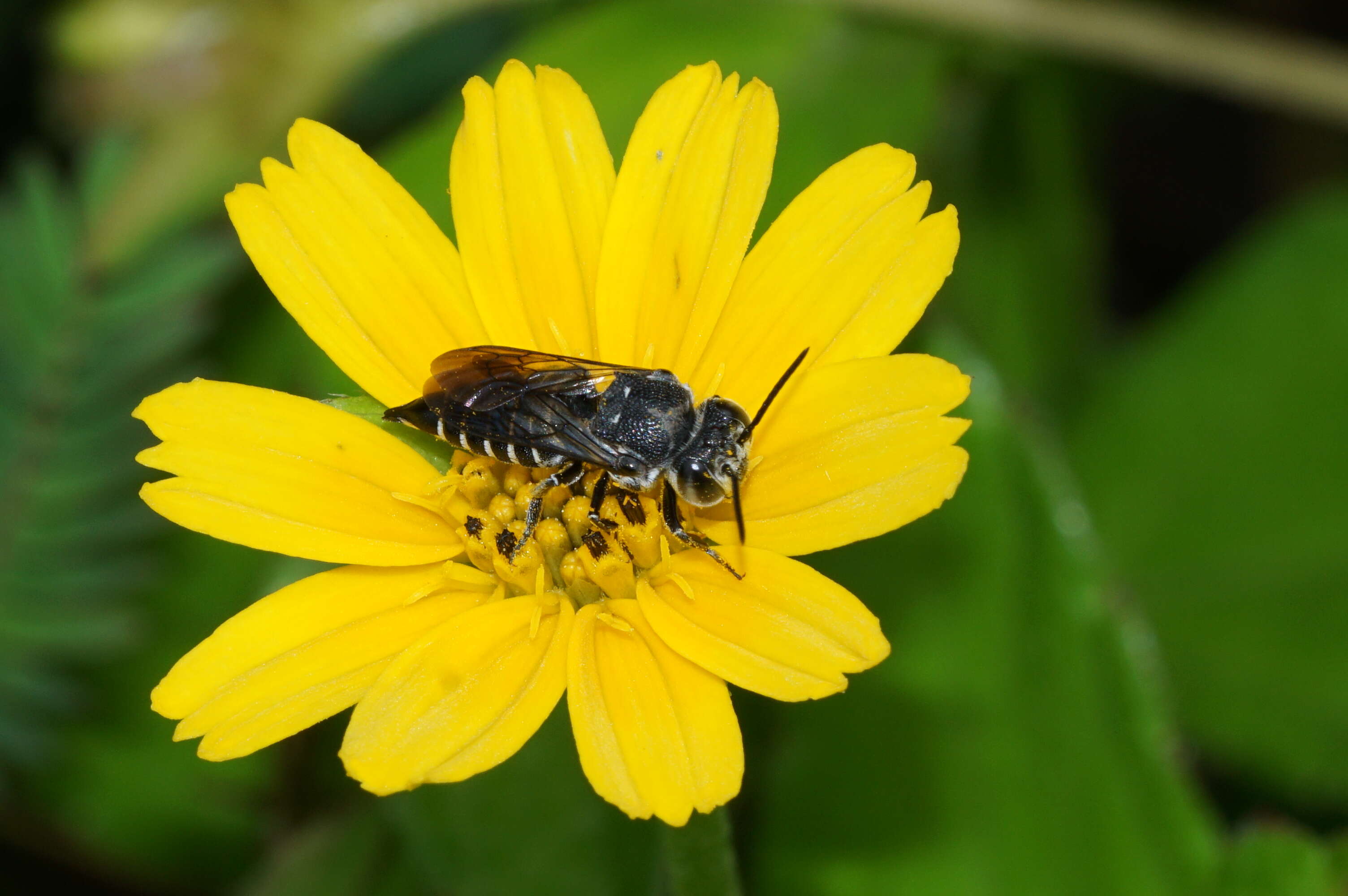 Image of Thyreus nitidulus (Fabricius 1804)