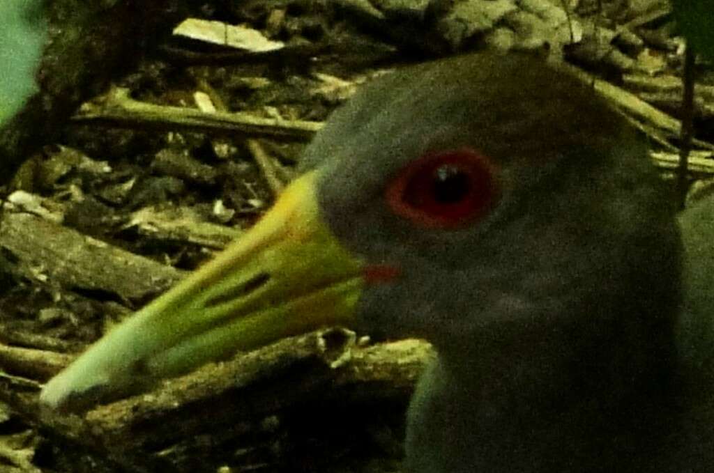 Image of Grey-cowled Wood Rail