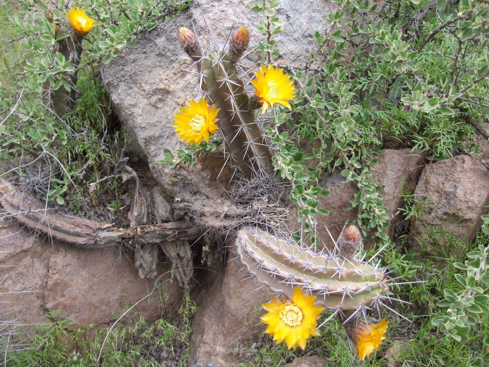 Image of Corryocactus aureus (F. A. C. Weber) Hutchison