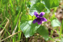 Слика од Viola langsdorfii subsp. sachalinensis W. Becker