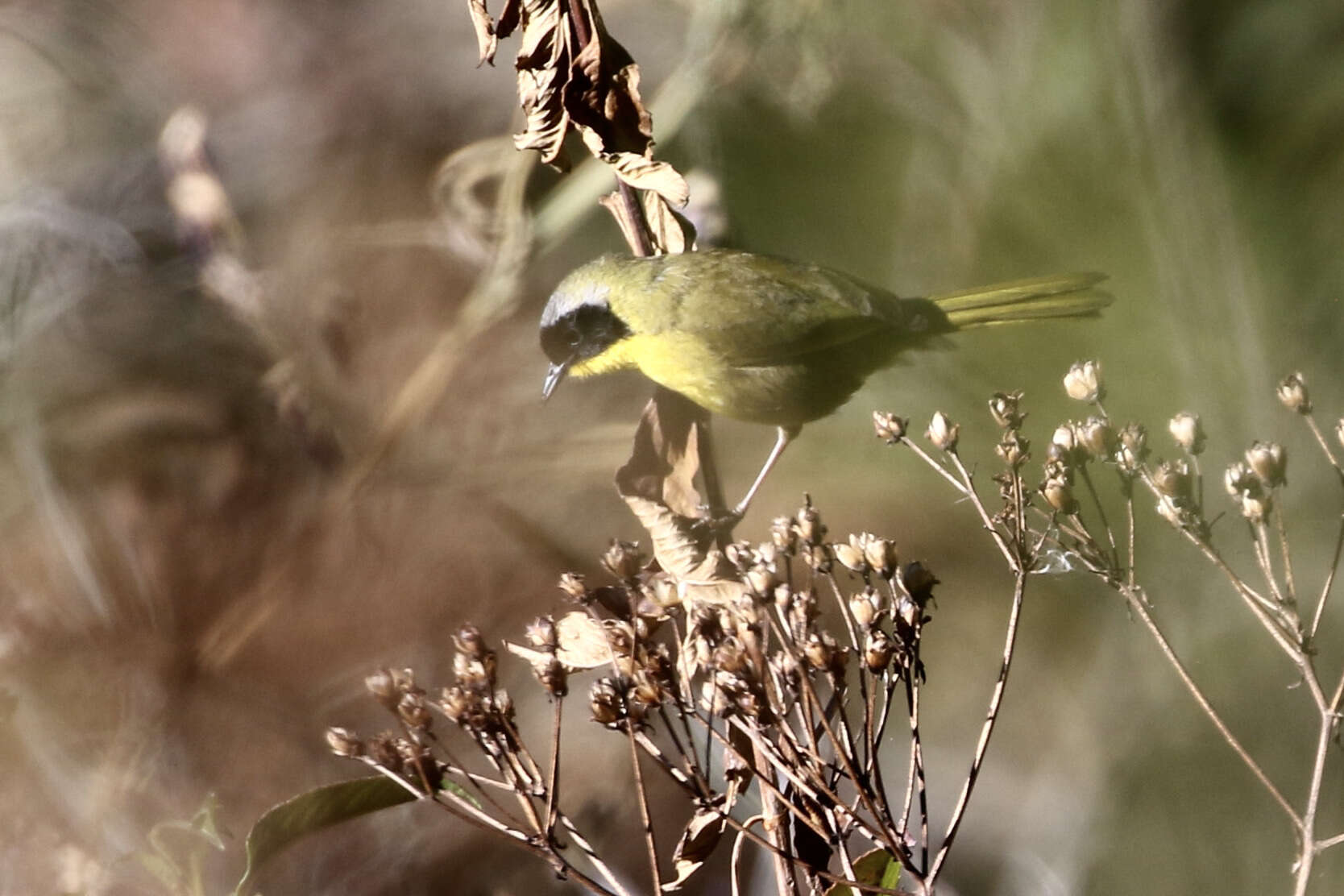 Image of Hooded Yellowthroat