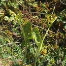 Image of grapefern