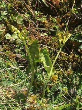 Image of grapefern