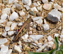 Image of Aiolopus strepens (Latreille 1804)