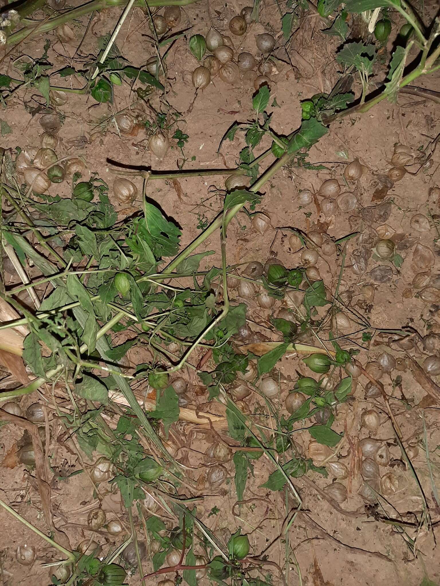 Image of Wild gooseberry