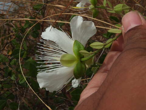 Image of Capparis grandiflora Hook. fil. & Thomson