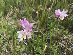 Image of Freesia leichtlinii subsp. alba (G. L. Mey.) J. C. Manning & Goldblatt