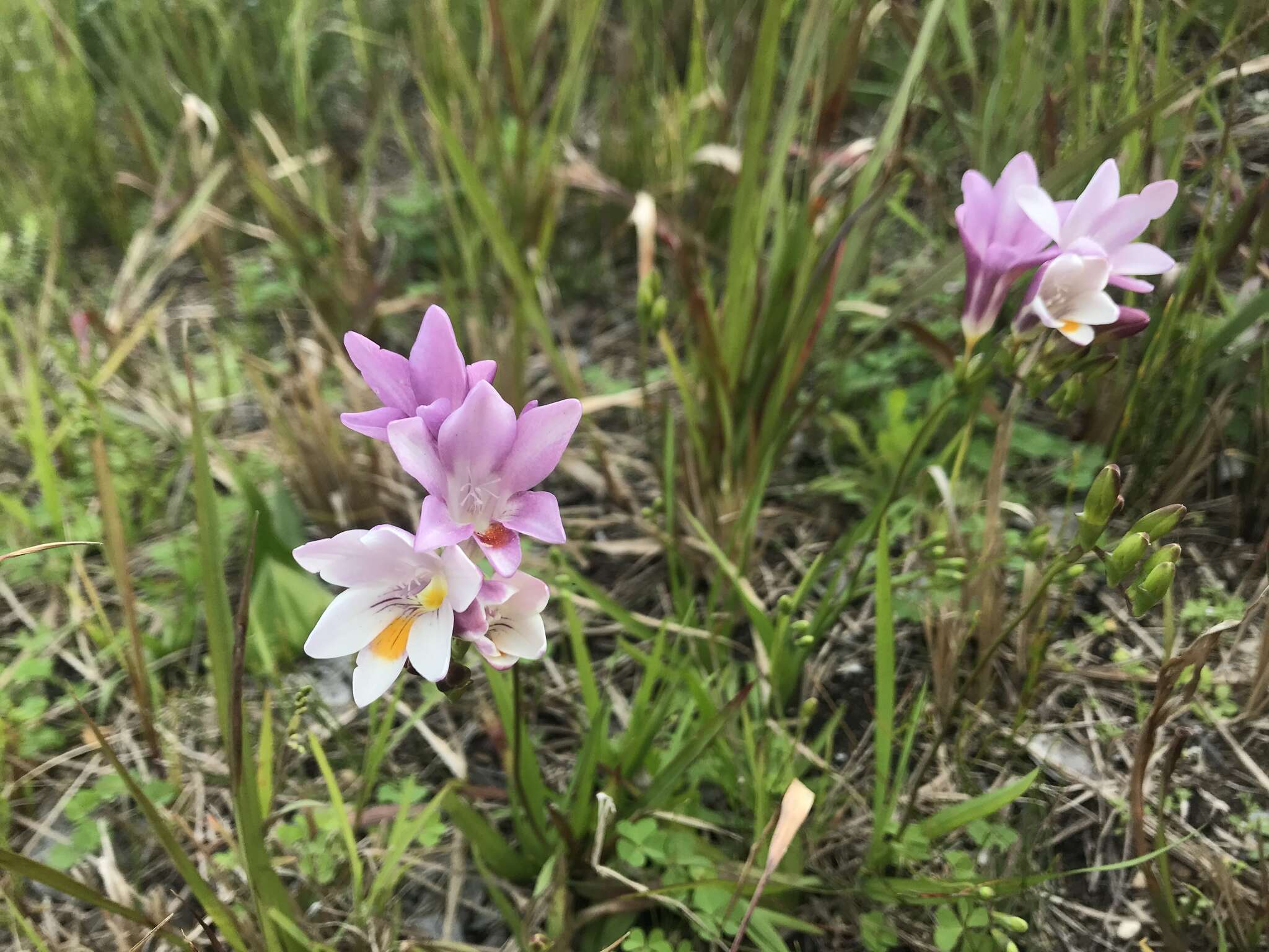 Freesia leichtlinii subsp. alba (G. L. Mey.) J. C. Manning & Goldblatt resmi