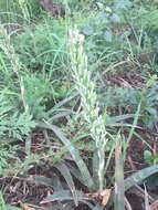 Image de Sansevieria aethiopica Thunb.