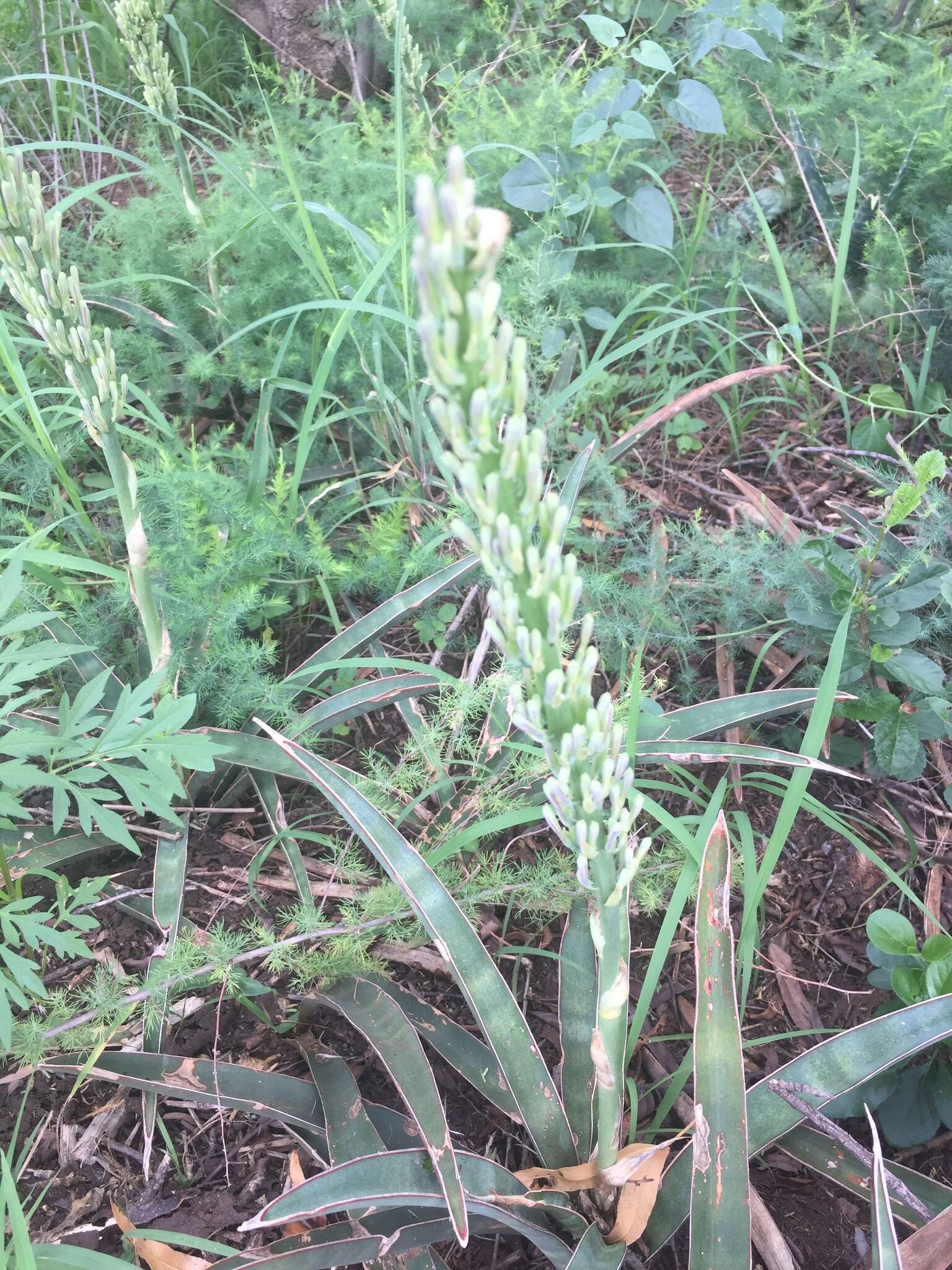 Image of Sansevieria aethiopica Thunb.