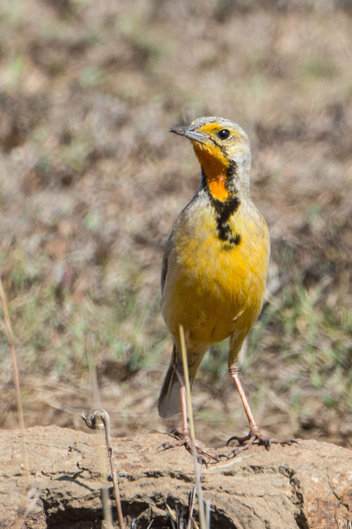 Plancia ëd Macronyx capensis colletti Schou 1908