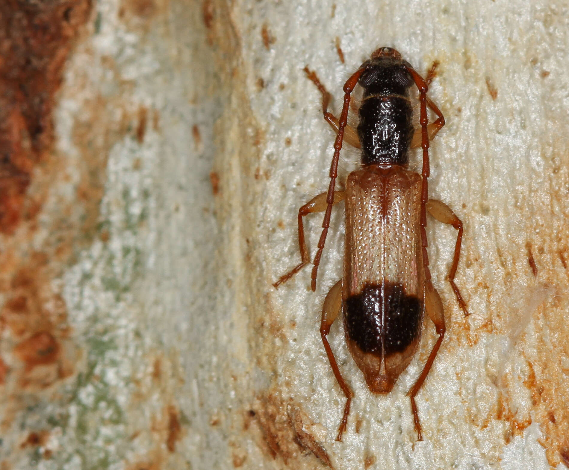 Image of Atesta ibidionoides (Pascoe 1859)