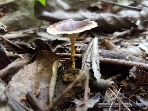 Microporus xanthopus (Fr.) Kuntze 1898 resmi