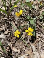 Image of goosefoot yellow violet