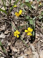 Viola pinetorum E. Greene的圖片