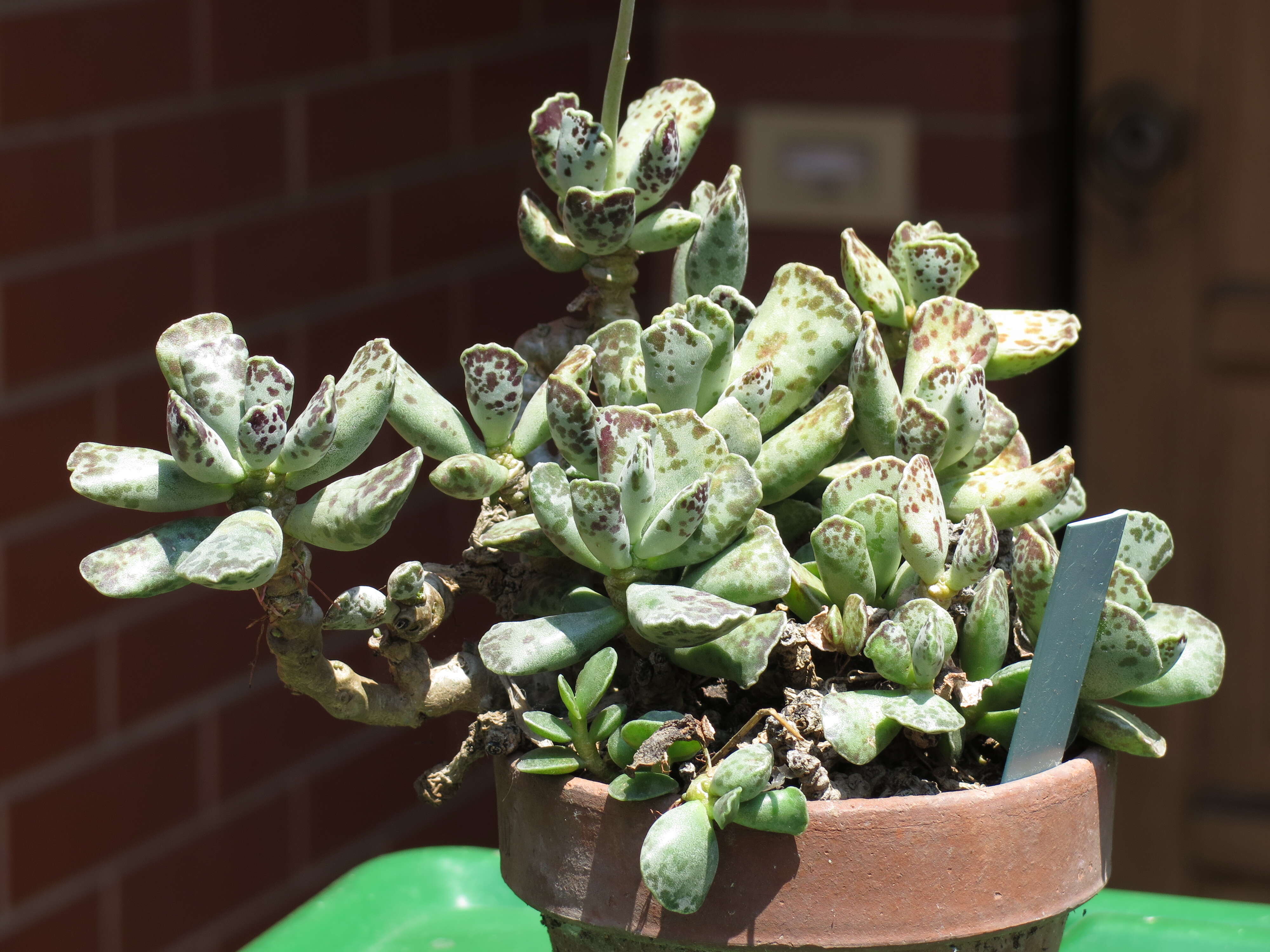 Image of Adromischus cooperi (Bak.) A. Berger