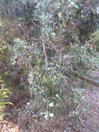 صورة Eucalyptus cosmophylla F. Müll.