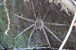 Image of Dolomedes okefinokensis Bishop 1924