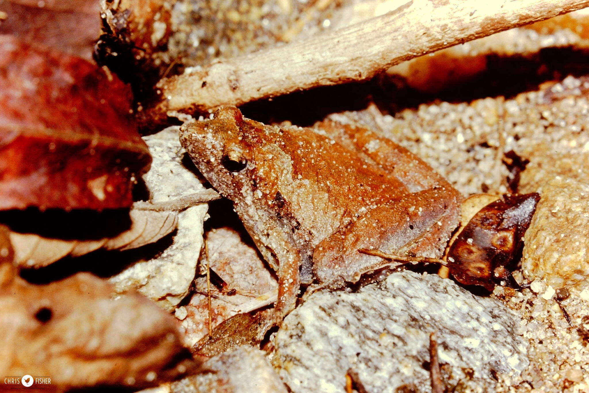 Image of Berdmore's Chorus Frog