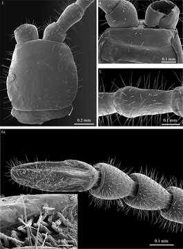 Image of Geophilus hadesi Stoev, Akkari, Komericki, Edgecombe & Bonato 2015