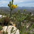 Image of <i>Liparia umbellifera</i>