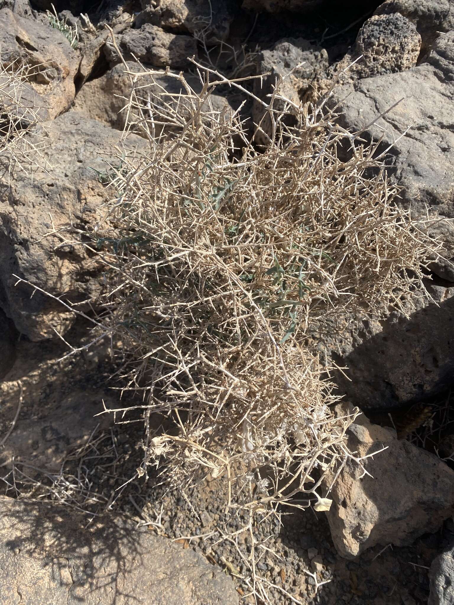 Image of Lactuca orientalis (Boiss.) Boiss.