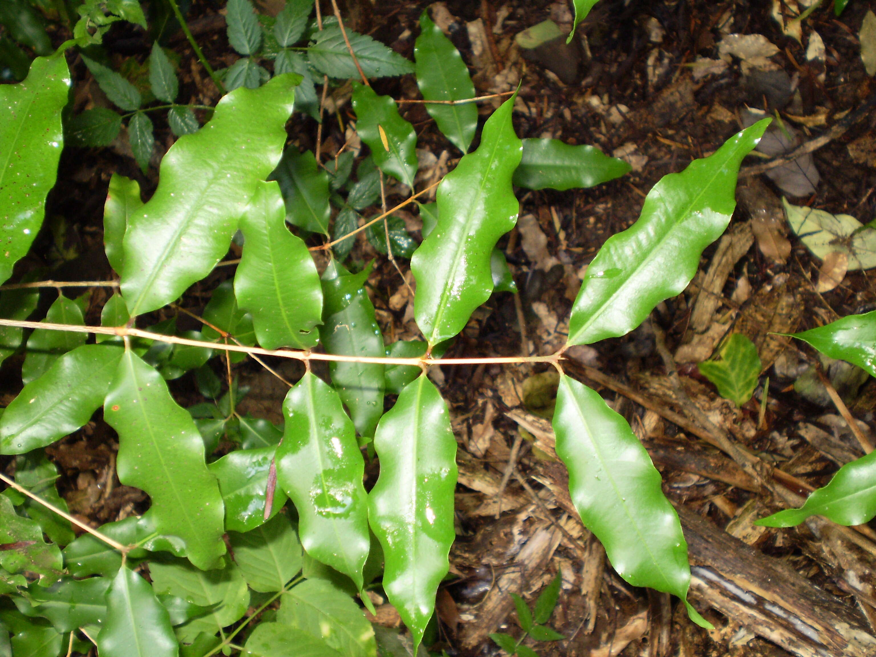 Image de Syzygium anisatum (Vickery) Craven & Biffin