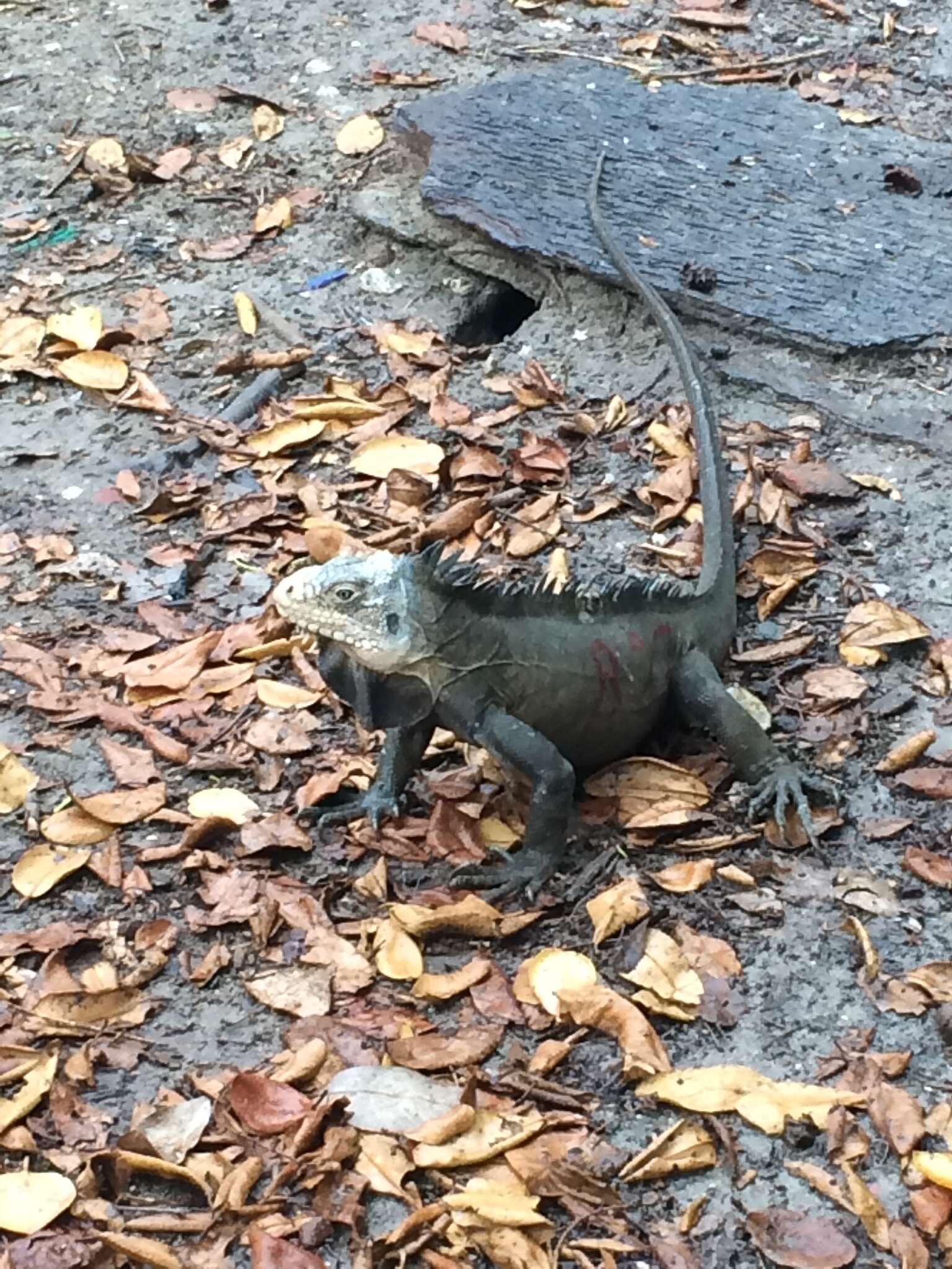 Image of West Indian Iguana