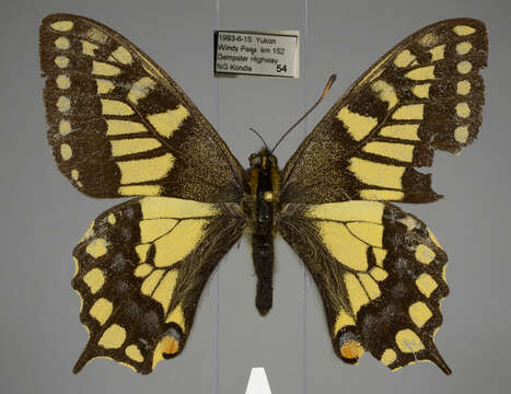 Image of <i>Papilio machaon aliaska</i>