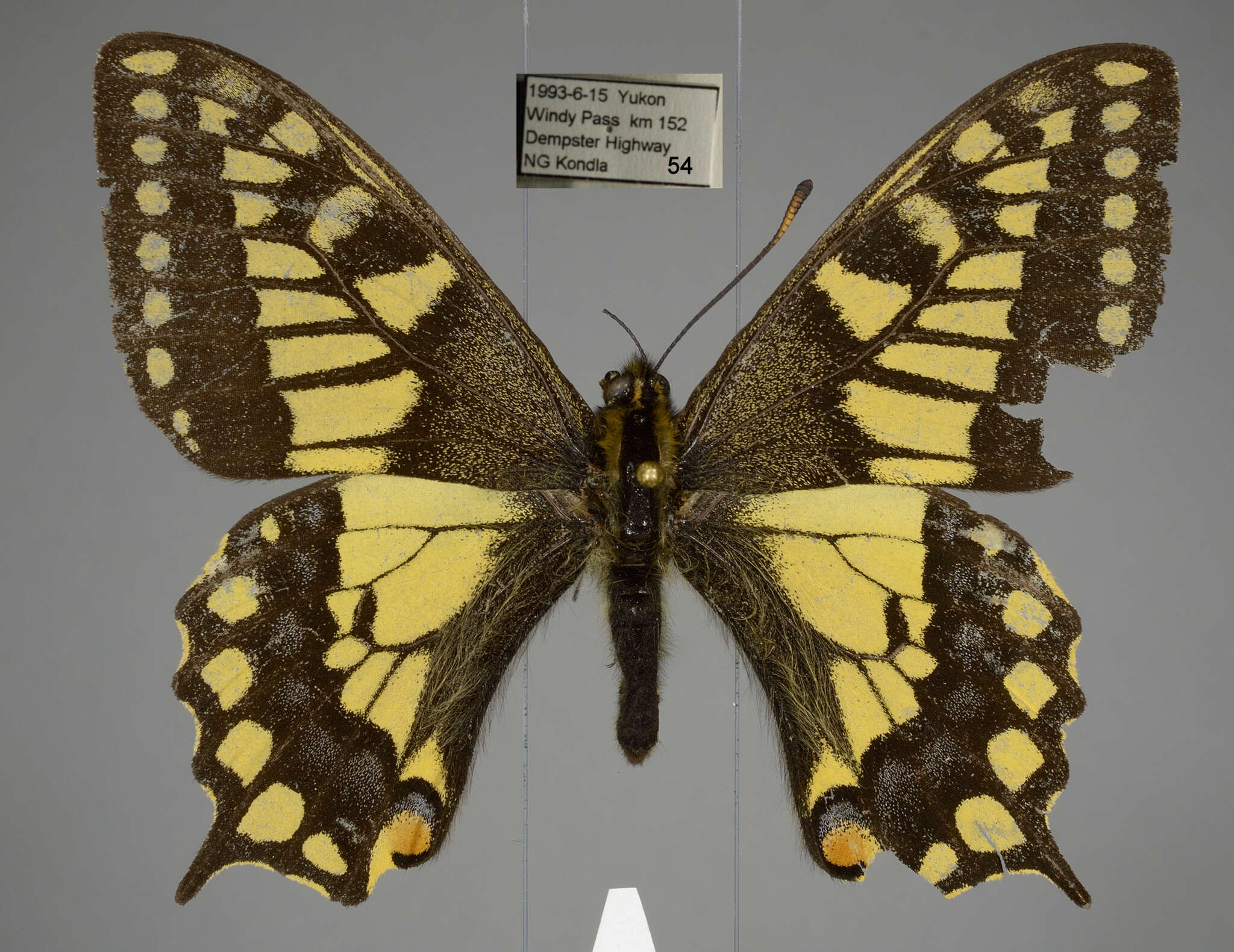 Imagem de <i>Papilio machaon aliaska</i>