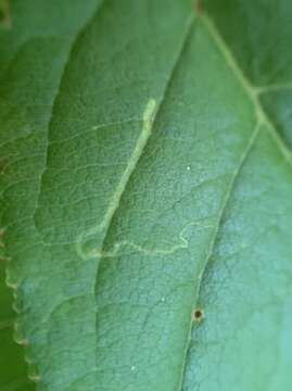 Image of Stigmella slingerlandella (Kearfott 1908) Wilkinson et al. 1979