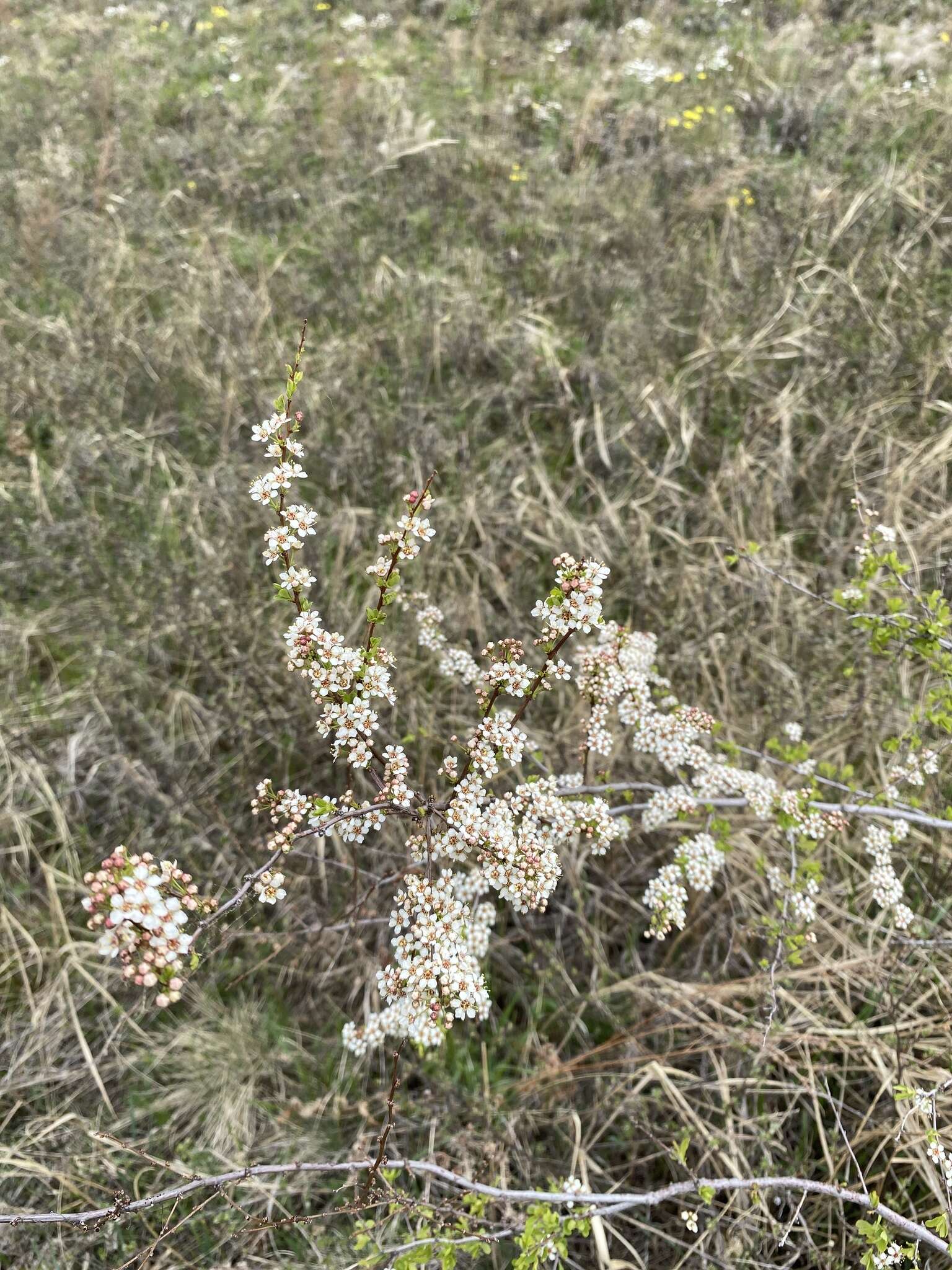 Image of Spiraea aquilegifolia Pall.