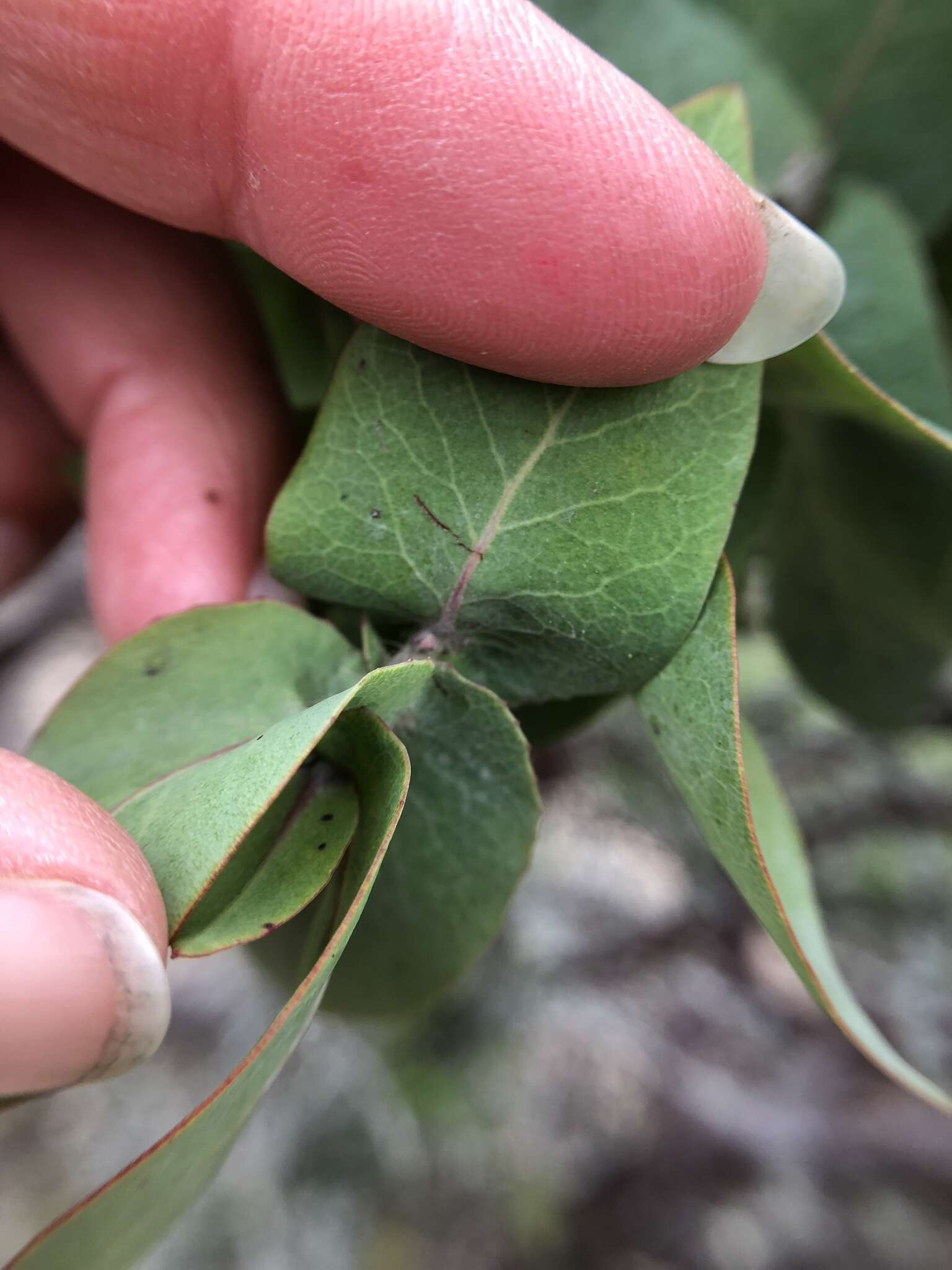 Image of Alameda manzanita