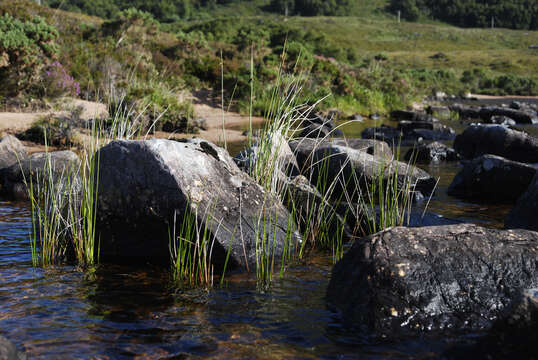 Image of spiny rush