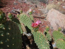 Image of beavertail pricklypear