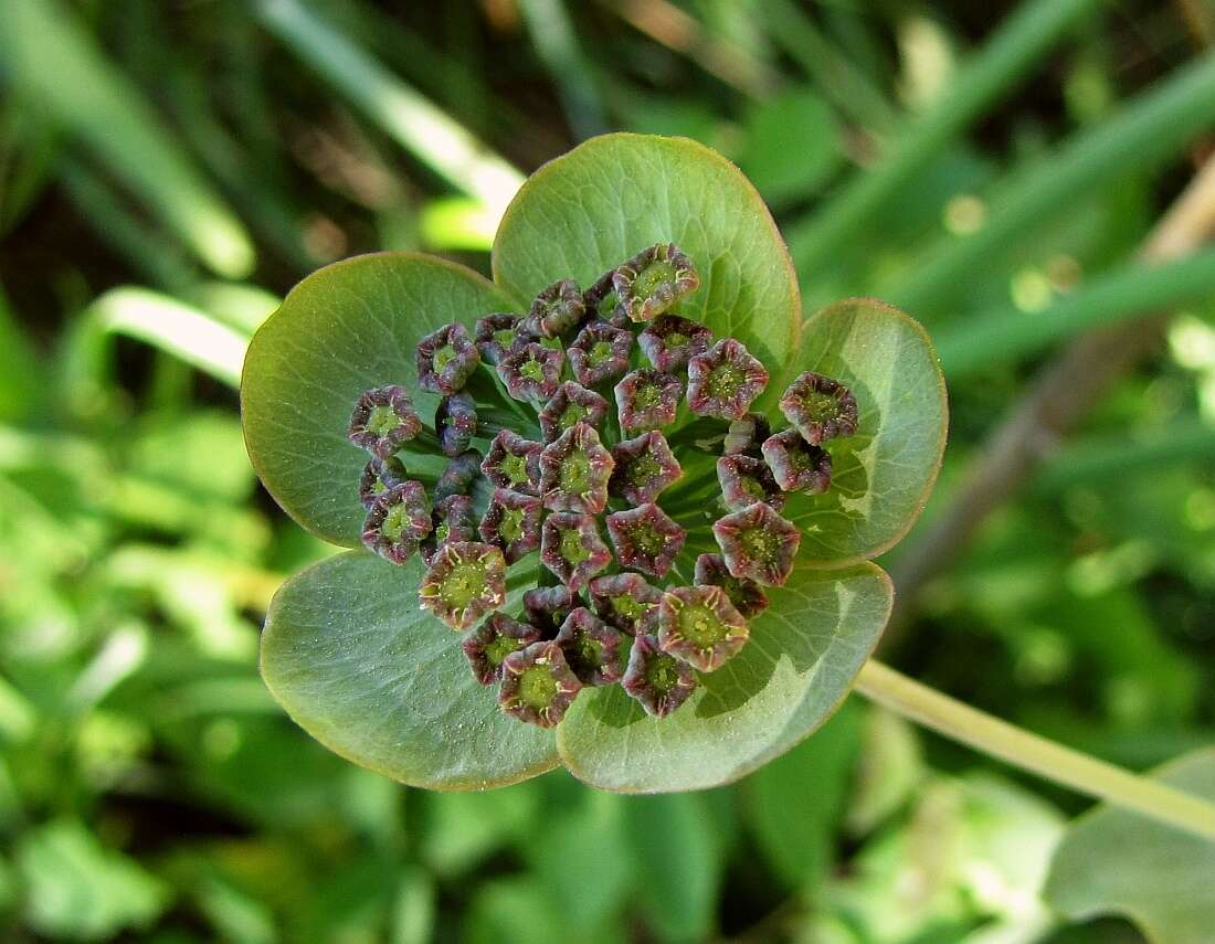 Bupleurum angulosum L. resmi