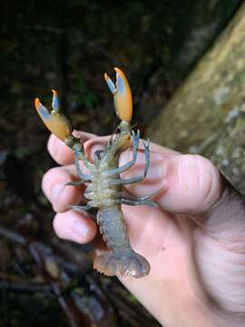 Image of Cherax depressus Riek 1951