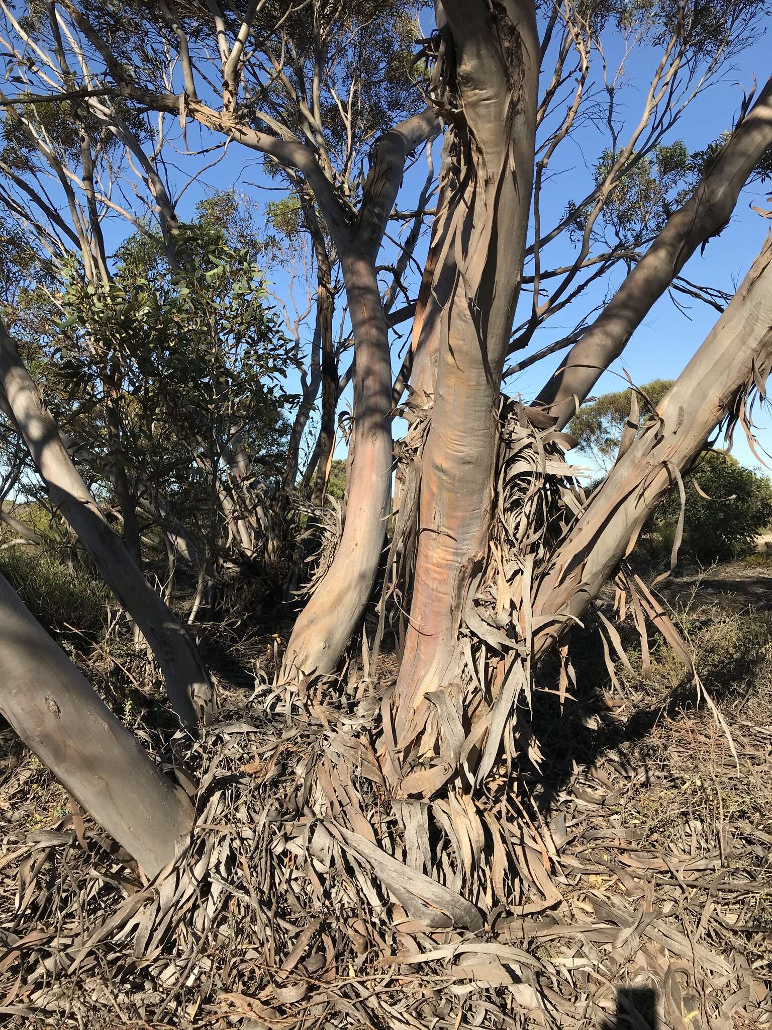 Image of <i>Eucalyptus dissimulata</i> subsp. <i>plauta</i>